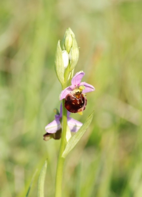 Ook van deze prachtige hommelorchis heb ik diverse exemplaren kunnen vinden die prachtig in bloei stonden.