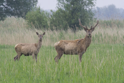 Slecht weer vrijdag, dus lekker rustig in de Oostvaardersplassen.
De Edelherten nog nooit zo mooi kunnen zien. Beetje verfomfaaid, door het uitdoen vamn de winterjas.