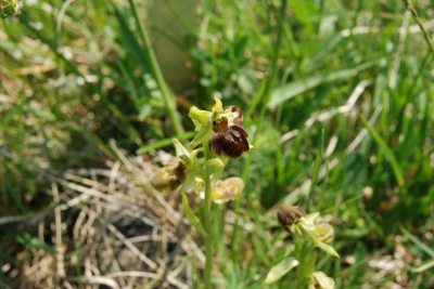 Ook hier stonden enkele exemplaren van in het veld