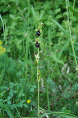 Twee knappe exemplaren kunnen vinden tijdens mijn wandeling langs het Orchideen-pad.