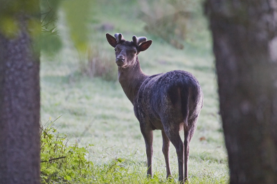 vanmorgen in alle vroegte naar de posbank bij ons achter gereden om mijn nieuwe 500 mm lens te gaan uitproberen. Terwijl we in een rustig tempo de posbank op reden zag ik ineens vanuit mijn ooghoek wat beweging, eerst hoopte ik op een wild zwijn (wil ik graag nog in mijn collectie), maar tot mijn verbazing en plezier was het echter een edelhert. Al een klein stukje gwei zichtbaar en rustig staand blijvend alsof hij wilde poseren voor mijn nieuwe lens. Gelukkig de zandzak in de auto meegenomen, want het was eigenlijk te donker voor een goede foto uit de hand. Toch zeer geslaagd vind ik zelf.
iso 400, 1/100 sec f $, 500mm, zandzak