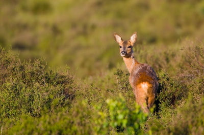 Ook deze nog geen half uur na de eerste fot van het edelhert gemaakt. midden op het heidegedeelte prachtig in de ochtendzon. een ree. Nu hebben wij al zeer vaak reeen gezien in onze omgeving, maar het is me nog nooit gelukt er zo goed n op de foto te krijgen. dank zij mijn nieuwe lens. Nog weinig tot geen vogels mee gedaan, maar dit is al een suoper begin!

iso 200, 1/400 sec, f5.6, 700mm