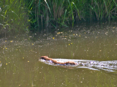 Aan het einde van de middag n de 'IJsvogelroute' zag ik op een bruine kiekendief erg mooi aan komen mijn kant op komen vliegen. Daarop wachtend hoorde ik iets mijn kant op komen...het bleek deze hermelijn te zijn. Snel gedraaid en een aantal foto's kunnen maken! Het 'geklik' van de camera bleef echter niet onopgemerkt, dus draaide de ie snel weer om en vervolgde zijn route via de sloot! Aangezien ik dit nooit eerder heb gezien ervoor gekozen deze (technisch minder dan de andere, maar voor mij uniekere) foto te gebruiken als mijn eerste foto op Nederpix.