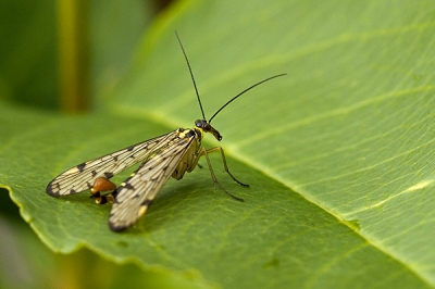 deze vloog lekker op de hei in eemnes 
wat een hoop andere soorten daar als in de polder zeg
blijft leuk zo en spannend