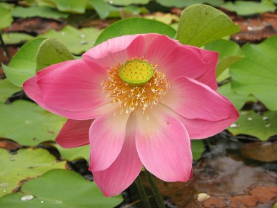 <i class='fa fa-user'></i> marijke kanters | Lotus  <i class='fa fa-eye'> 245</i>   <i class='fa fa-comment-o'> 0</i>