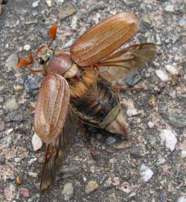 Deze meikever liep bij ons voor het huis. Hij probeerde te vliegen wat nog niet lukte. Vleugels leken wat nattig.