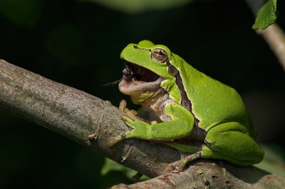 Hyla arborea / Europese Boomkikker / European Tree Frog Hyla arborea / Europese Boomkikker / European Tree Frog