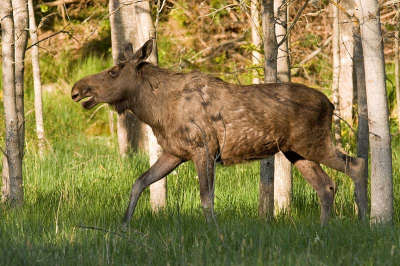 Een lg (Eland) voor Max,
Ik helaas geen fraaie berenplaten kunnen vastleggen na 3 nachten in de hide in Vartius waar ik DJ heb ontmoet,wederom thuis in Nynshamn (Zweden) wel wat leuke plaatjes kunnen schieten,waaronder gisteravond een paar km van mijn huis waar ik vanuit de auto mbv bonenzak,deze jonge mannetjes eland,welke niet zo onder de indruk was van de fotograaf,heb een half uurtje staan knippen tot het kaartje vol was,