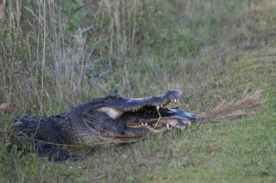 Ik was net te laat om te zien hoe deze alligator een grote schildpad als diner aan het vangen was, maar het dineren zelf heb ik nog net vast kunnen leggen. Jammie!!