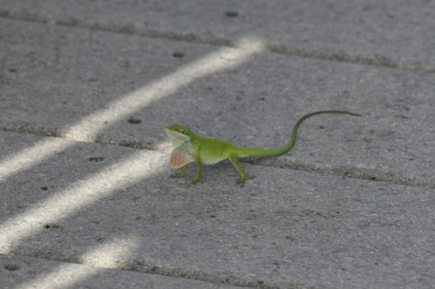 Tijdens een wandeling zette hij even zijn keel op om te laten zien dat ie niet bang voor ons was!