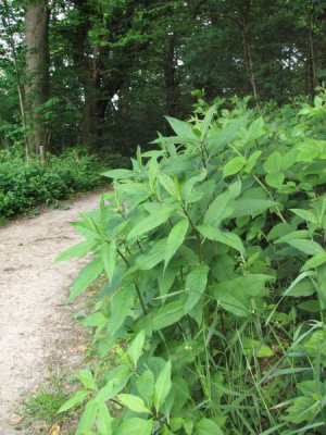 Schaduwkruiskruid, nog niet in bloei, toch al mooi.