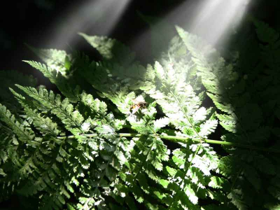 De foto is genomen in de slootwal bij ons in de achtertuin. Het zonlicht viel net wat tussen het bamboe door, daardoor is er een mooi lichtinval ontstaan.