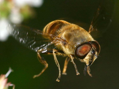 Deze Hommel-bij in vlucht, boven de wilde Marjolein in mijn tuin, kreeg ik nog net te pakken met mijn 100mm macro plus ringflitser.