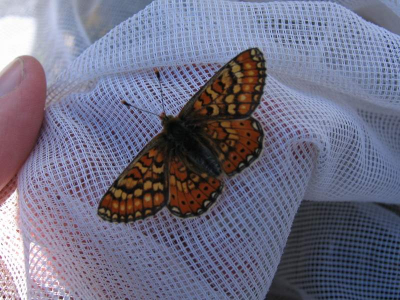 Weet iemand welke vlinder dit is?