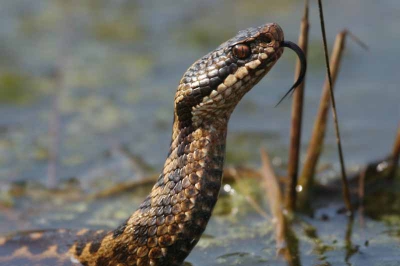 Deze adder ging schitterend poseren. De adder bleef wel zo'n 10 minuten liggen alvorens hij rustig ervandoor ging.