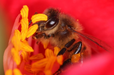 Mijn man Bertus heeft deze foto gemaakt met zijn macro lens. Ik blijf het een GEWELDIGE foto vinden. Dit is dus ter ere van hem.