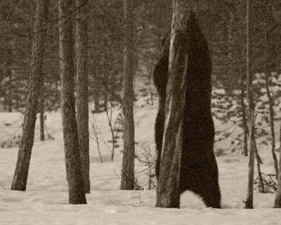 Hier een upload van mijn verblijf in Wild Brown Bear te Finland,helaas voor mij kwamen de beren tijdens mijn verblijf in de hide alleen in de donkere uren opdagen,ik had er dus een beetje de pe in dat Dirk Jan een prachtige serie geschoten heeft een paar daagjes later,maar ook ik ben aangestoken door het beren virus en heb over 2 weekjes in zweden (4 uurtjes rijden van mijn woonplaats) een hide ( http://www.outwild.se/) besproken en ik ga mij geluk hier nog eens beproeven