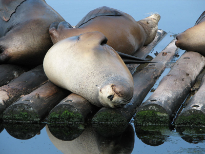Lekker knorre-bultje!!!

Deze foto is weer gemaakt met de Cannon PowerShot S2.