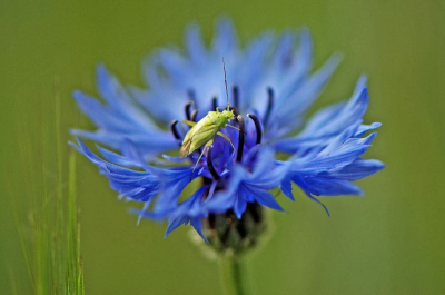 Dit insect zat op een korenbloem; ik vraag me af wat het is:
denk zelf dat het een larve van een sprinkhaan is...
Kan iemand mij aan de echte namen helpen?
Alvast hartelijk bedankt!