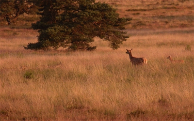 Hallo allemaal!
Dit is mijn eerste post op nederpix. Hier alvast een foto van een Hinde met jong die ik een aantal jaren geleden maakte op de veluwezoom.