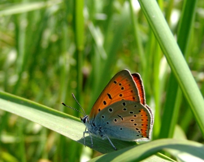 Een geweldig mooie vlinder, met een prachtige kleur.