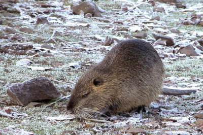 Dit is een van de foto's uit een serie die ik ooit eens op een erg koude ochtend op vakantie in de eifel maakte. (plaatsnaam is me ontschoten) Ik stond aan de rand van een klein bevroren meertje. Hier liepen 2 beverratten die totaal geen aandacht schonken aan mijn aanwezigheid en mij tot op ongeveer 2 meter naderde.