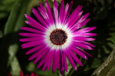 Ik heb deze ijsbloem er op gezet ik vind de kleur bijna onecht zo mooi is het vind ik..

Ik ben nieuw dus voor tips sta ik open.