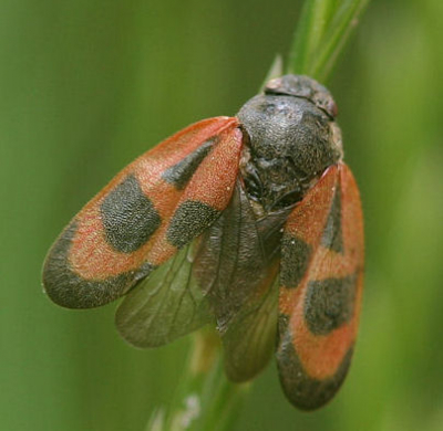 De bloedcicade (Cercopis vulnerata) is een insect uit de familie spuugbeestjes of schuimcicaden (Cercopidae).