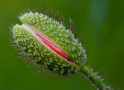 Deze knop van een klaproos staat op het punt van uitbreken. De teerheid van de klaproosbladeren is al duidelijk zichtbaar