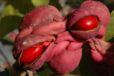 Plotseling, tijdens een wandeling, vielen rode "dingen" aan een magnoliastruik ons op, bleken het vruchten te zijn. Nog nooit gezien en dus snel vastgelegd.