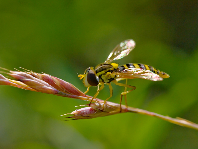Dit Langlijfje zat rustig op een grasstengel te zonnen. Geschoten in een tegenlichtsituatie maar niet ingeflitst.