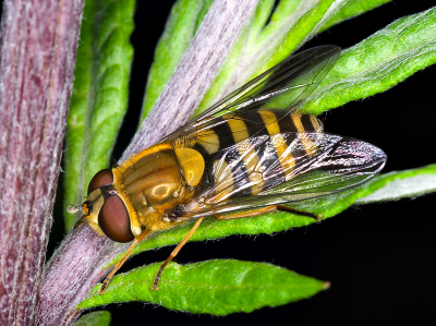 Deze zweefvlieg zat rustig voor mij te poseren.
Genomen met eem Pentax K20D, 100mm macro en ringflitser bij ISO 100 en f/18.