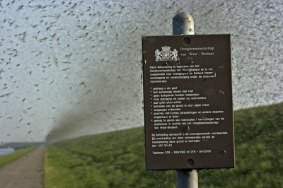 Insektenzwerm langs het Schelde-Rijnkanaal.
's Morgens manifest aanwezig, 's middags zowat helemaal verdwenen.