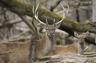 Kwam deze nog tegen in een serie OVP !
Met de 40D en 500 mm 1,4 conv en monopod