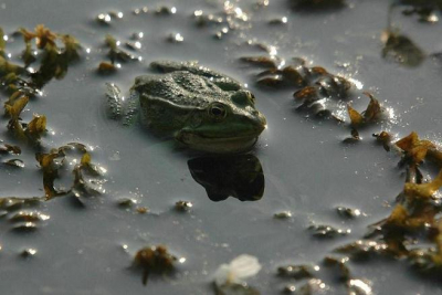 Gehoopt een kwakend exemplaar te fotograferen maar deze wilde niet meewerken, toch maar op de foto gezet.