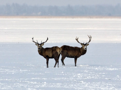 <i class='fa fa-user'></i>&nbsp;Martijn de Jonge&nbsp;| Edelhert&nbsp; <i class='fa fa-eye'>&nbsp;452</i> &nbsp; <i class='fa fa-comment-o'>&nbsp;1</i>