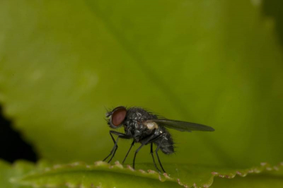 Eerste testen van mijn nieuwe macrolens. Dit is dacht ik een huisvlieg. Ik ben een leek op het gebied van insecten. Dus mocht ik het mis hebben dan hoor ik het graag.