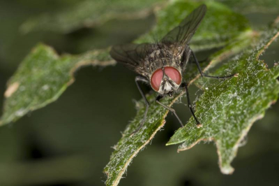 Huisvlieg. Gemaakt in het Noordlaarderbos.