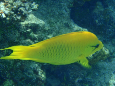Is dit een Grijpsnuit lipvis?
Deze vis kwam duidelijk zichtbaar vanuit de verte aan zwemmen, liet zich terwijl hij voorbij zwom, fotograferen en zwom meteen weer door. Verder deze soort geen enkele andere keer tegen gekomen, helaas.
Vis is +/- 20cm