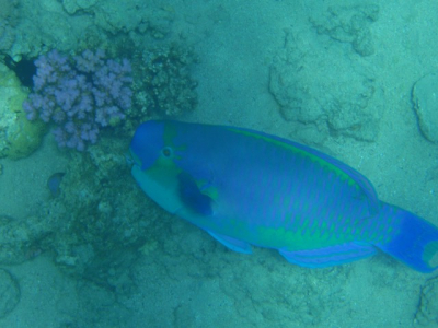 Wie weet welke soort dit is?
Kan hem nergens terug vinden, vis is tegen de meter groot.
Je komt ze vrij veel tegen.