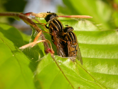insecten in de heg van Groene Beuk , gemaakt met de coolpix 4500