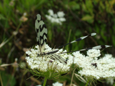 Wie kan dit beestje een naam geven ? Dank voor uw advies.