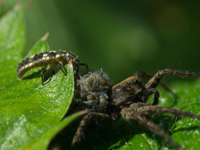 Larve van een lieveheersbeestje is bezig om spinnenbaby's van het achterlijf van de moederspin te pakken en op te eten.