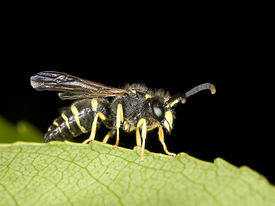 Wesp in het Noordlaarderbos. Ik weet helaas niet welke wesp dit is. Een van mijn eerste testen met mijn nieuwe macrolens.