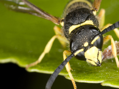 Volgens mij is dit een middelste wesp. Als het niet zo is, hoor ik het graag. Gefotografeerd in het Noordlaarderbos. Helaas had ik mijn 300mm lens niet bij me, anders had ik ook nog een ijsvogel kunnen fotograferen.
