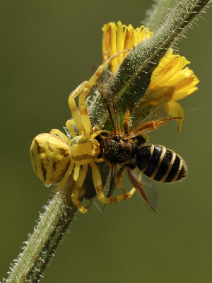 Dit was de laatste werkdag van deze -ik vermoed- vierbandgroefbij (halictus scabiosae)...
Fantastisch hoe zo'n krabspin zich kan aanpassen aan de omgeving.