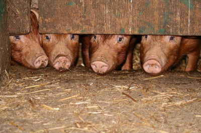 Een stel prachtige en zr nieuwsgierige biggetjes op een boerderij in Ierland. Kende deze kleur nog helemaal niet, alleen "onze" roze exemplaren. Heb in een andere versie een stuk van de onderkant van de foto afgehaald, waardoor de foto iets beter is, alleen krijg ik het niet voor elkaar om dan de verhoudingen voor NP in orde te krijgen. Dit is dus de orginele foto, alleen in Photofiltre verkleind en 1 x  verscherpt.