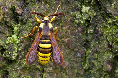 Op de terugweg, net voor de eerste regendruppels vielen zag ik dit prachtige beestje zitten op een boomstam. met de kleuren van een wesp of hoornaar, maar veel kleinere oogjes en grote sprieten. Luc Hoogenstein determineerde deze hoornaarvlinder of -wesp.
Gemaakt met Pentax K100d, Sigma 180 en stevig statief op f/19 en 1 seconde belichting.