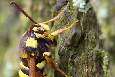 Gelukkig heeft de hoornaarvlinder ook het goedmoedige karakter van een vlinder (niet van een hoornaar!) zodat ik heel dichtbij mocht komen, met de poten van het statief in spagaat om de boom heen. Het werd een gelukzalig kwartiertje fotograferen dat behalve deze foto's een heel fijne ervaring opleverde.