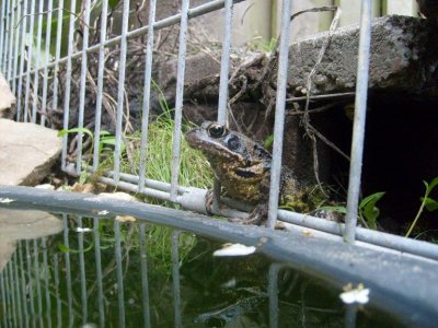 Sinds kort heeft onze oude Roodwang een buitenverblijf voor de warme maanden. Deze hebben wij goed afgezet voor pottekijkers (lees: katten, reigers, etc.). Met enige regelmaat krijgt hij/zij bezoek van wat Bruine Kikkers die gelukig niet aangevallen/opgegeten worden door hem/haar
